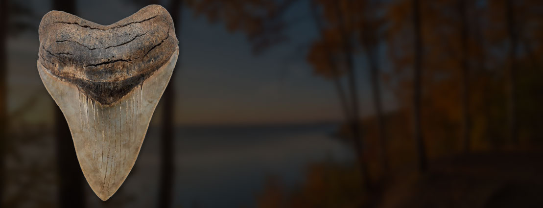 Thursday Natural History Select Auction Thursday Natural History Select Auction