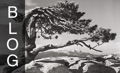 Jeffrey Pine, Sentinel Dome, Yosemite National Park, 1940