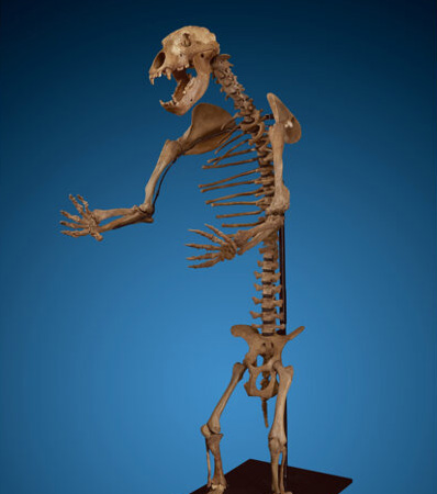 Cave Bear Skeleton Ursus spelaeus Pleistocene Romania