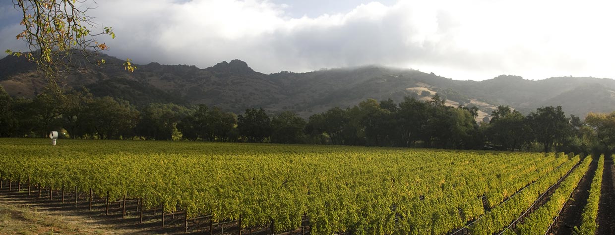 Photos Courtesy of Stag's Leap Wine Cellars