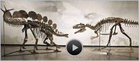 Dino Video
