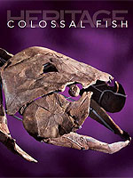 Giant Armored Fish Skull