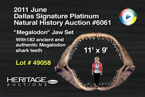 Megalodon Jaw Set