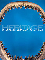 World's Largest Shark Jaw