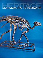 Complete Mounted Duck-Billed Dinosaur Skeleton
