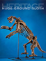 Giant Ground Sloth Skeleton
