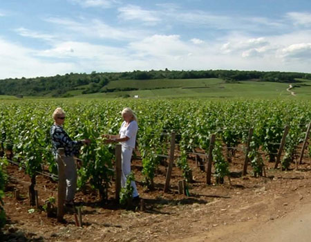 Domaine Leroy’s first vintage may be 1988, but they are far from a new producer. The history of the domaine runs deep, as does the pedigree of the family and it’s winemaking. The Leroy brand was first started in 1868 by Francois Leroy,...