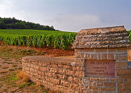 Owning a large portion of Grand Cru vineyard land are the reds and white of Comte de Vogue. These wines are described by many as exquisitely delightful, especially to those who like strong tannin texture and deep flavor. Pinot Noir grapes make up the...