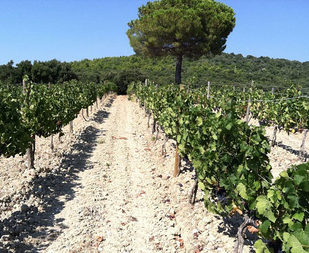 Tenuta dell'Ornellaia is the Italian wine estate from which Masseto is created. It was established by Marchese Lodovico Antinori, of the historic Antinori Italian wine making family. The vineyards of the Ornellaia estate were first planted in 1981...