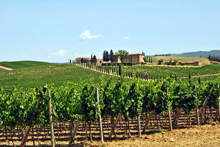 In the 1920's, the Italian Marquis known as Mario Incisa della Rocchetta discovered a passion for wine. This passion led him to dream one day of creating the ultimate "thoroughbred" of wine which in that day for aristocrats like himself, was...